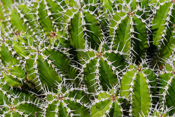 close up of cactus with thorns