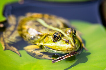 portrait of a green frog with focus on eye