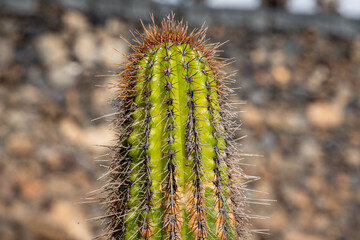 close up of a cactus