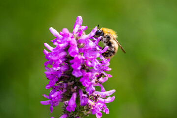 bee on flower