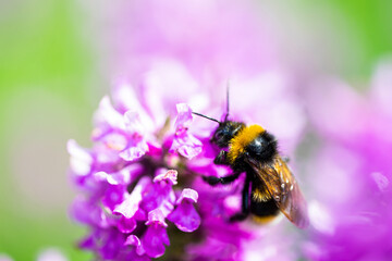 bee on flower