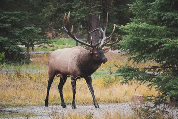 Naklejka na ściany i meble Elk, Jasper National Park