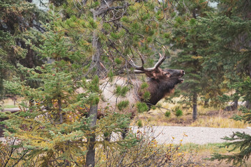 Elk, Jasper National Park