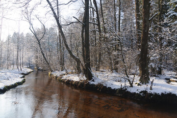 Winter landscape. The Sopot river flowing in the forest.