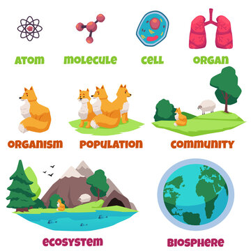 Biological hierarchy banner design, flat vector illustration isolated.