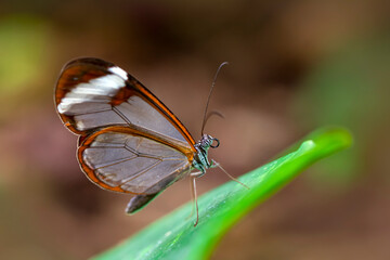 Closeup   beautiful  glasswing Butterfly (Greta oto) in a summer garden.