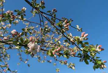 A beautiful branch of a blossoming apple tree with white and pink petals against the spring blue sky. The concept of the arrival of spring and the awakening of nature. Selective focus