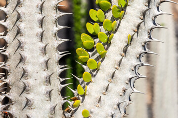 green leaf on cactus between thorns