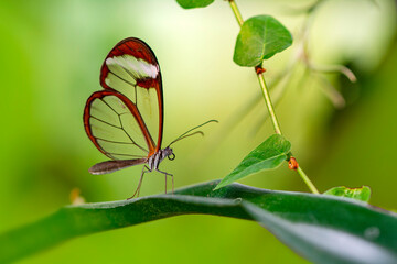 Closeup   beautiful  glasswing Butterfly (Greta oto) in a summer garden.