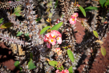 pink and white flower on cactus