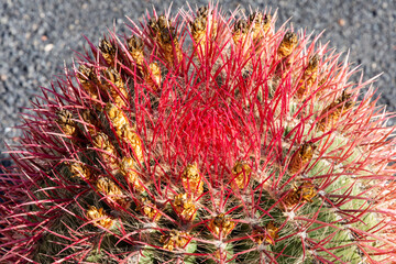 cactus in the desert