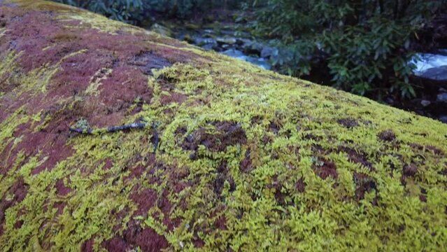 Brown and Green Mosses On Downed Tree Looking Over Bradley Fork