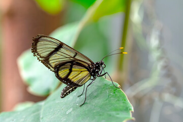 Closeup   beautiful  glasswing Butterfly (Greta oto) in a summer garden.