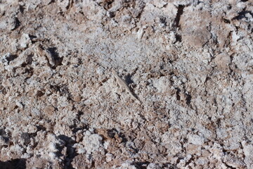 textura com lagarto