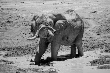 Elefant im Matsch schwarz weiß