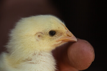 A small yellow chicken in the palm of the hand gets to know the world