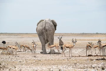 Fototapete Antilope Elefant am Wasserloch 