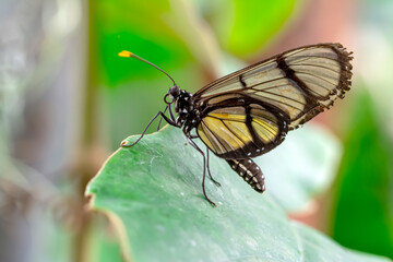 Obraz na płótnie Canvas Closeup beautiful glasswing Butterfly (Greta oto) in a summer garden.