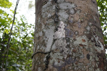 Birdwing moth (Thysania agrippina) Erebidae family. Amazon rainforest, Brazil