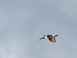 detail of Threskiornis aethiopicus (ibis sacro)in massaciuccoli lake , tuscany