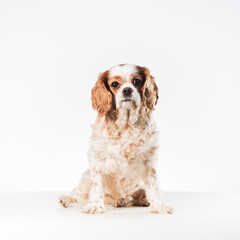 White and brown mongrel King Charles Spaniel sitting isolated on white looking straight at the camera.
