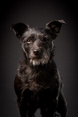 Black mongrel dog with wise head looking straight at the camera