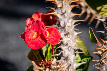 red and yellow flower on cactus