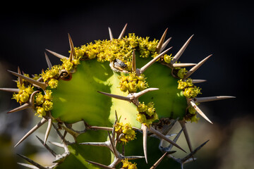 cactus in a yellow with thorns
