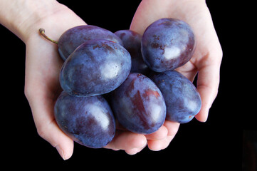 Ripe plums in the hands of a girl isolated on a black background
