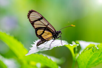 Fototapeta na wymiar Closeup beautiful glasswing Butterfly (Greta oto) in a summer garden.