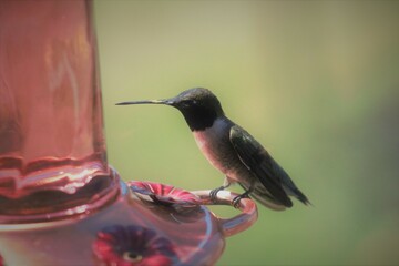 hummingbird on a feeder