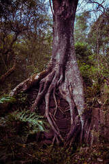 Roots of an old tree covering up an ancient wall from San Ignacio´s Jesuitic Ruins, in San Ignacio Town, Misiones, Argentina
