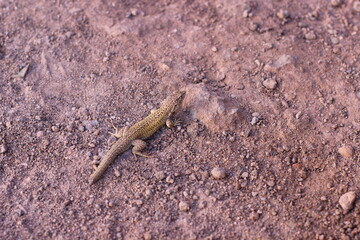 lagarto no deserto do Atacama