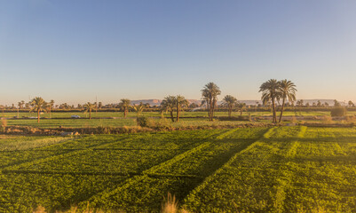 Lush fields along river Nile in Egypt