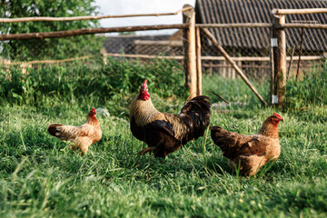 Fototapeta na wymiar Hens and a rooster, walk on the grass in summer, village, farm, animals.