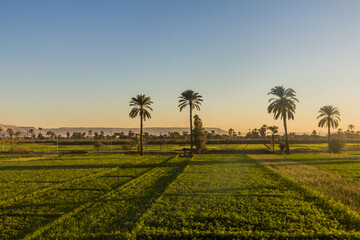 Lush fields along river Nile in Egypt