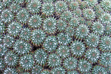 cactus garden closeup