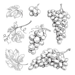 Set of design elements with grapes, grapes and leaves. Vector black and white hand drawn sketch illustration of grape collection isolated on white background.
