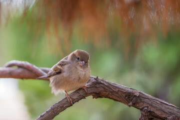 Sparrow (Passer) close-up on a blurry background with copy space. A beautiful gray bird is sitting on a branch.