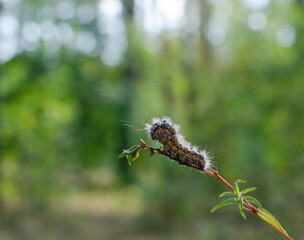 crawling caterpillar on a tree branch