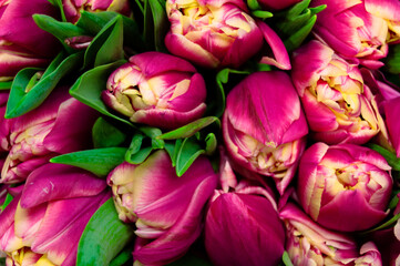 Pink not blooming tulips, with yellow tips, on a dark background