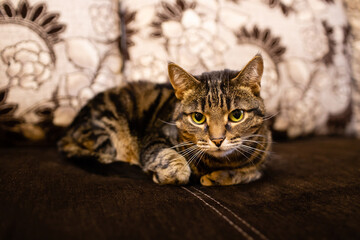 A domestic striped cat is lying on the sofa