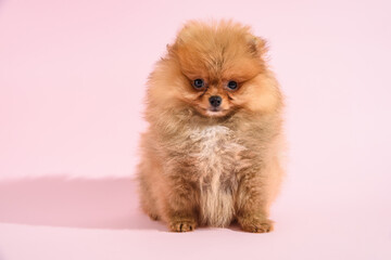 Obraz premium Cute confused pomeranian puppy with pink background