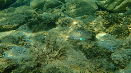 Naklejka na ściany i meble Common cuttlefish or European common cuttlefish (Sepia officinalis) undersea, Aegean Sea, Greece, Halkidiki