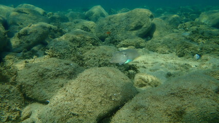 Common cuttlefish or European common cuttlefish (Sepia officinalis) undersea, Aegean Sea, Greece, Halkidiki