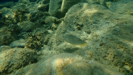 Common cuttlefish or European common cuttlefish (Sepia officinalis) undersea, Aegean Sea, Greece, Halkidiki