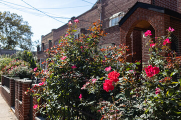 Fototapeta na wymiar Beautiful Red and Pink Roses along an empty Residential Sidewalk in Astoria Queens New York during Summer