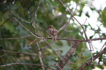 sparrow sitting on a branch