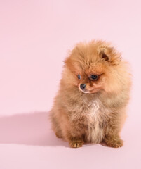 Cute confused pomeranian puppy with pink background