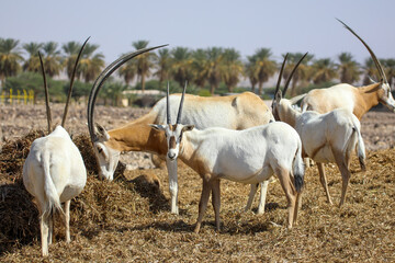 arabian oryx in the desert. High quality photo